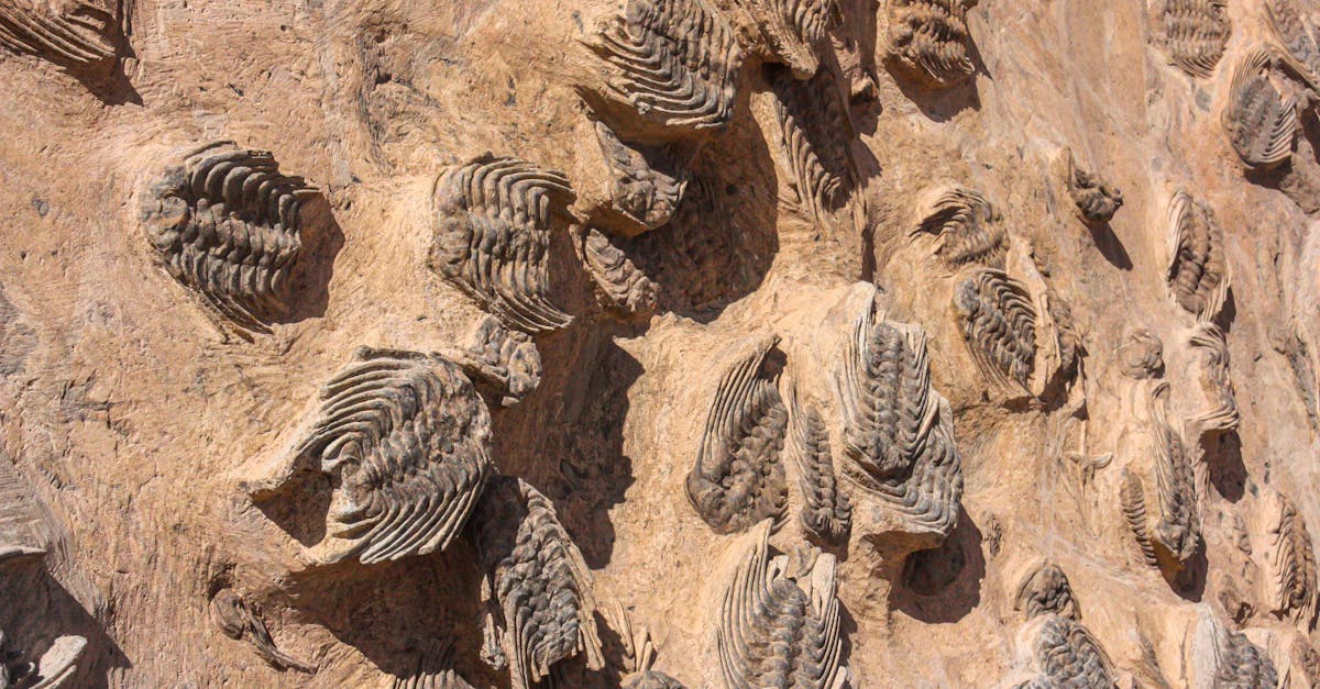 Ancient Mystery: Bees Found Nesting in Fossils