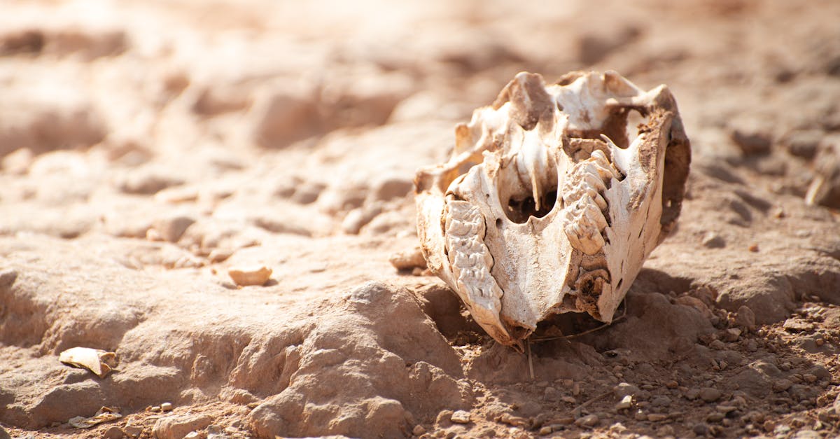 Ancient Dice: Native Americans' 12,000-Year-Old Innovation