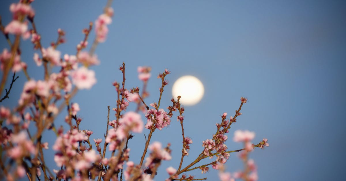 The Moon That Sets Easter's Date