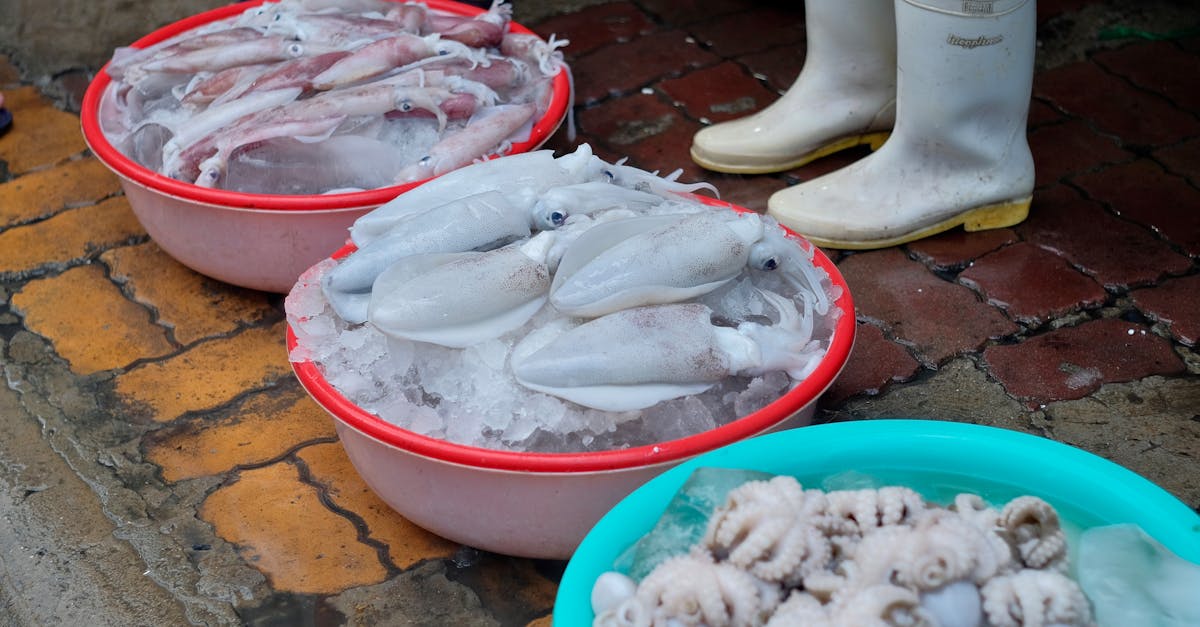 Squid and Cuttlefish Evolution Mystery Solved