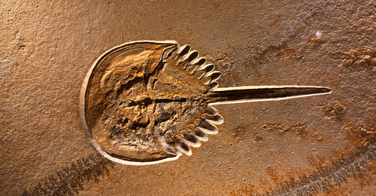 Ancient Fossils Reveal Earth's Evolutionary Leap