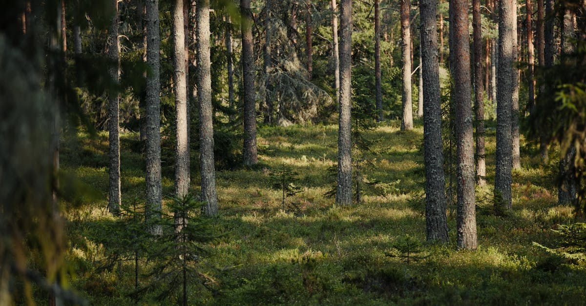 England's Wild Ambition: Call for Landowners to Host Rewilding Sites